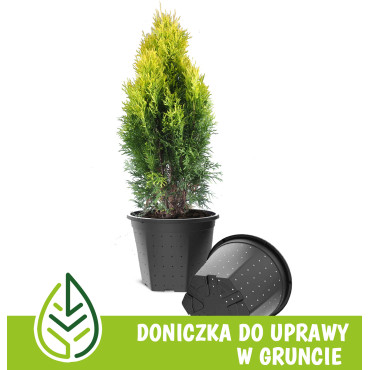 Doniczka do uprawy iglaków 7,5L